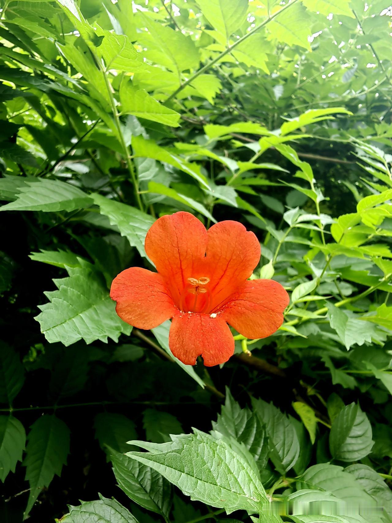 “红艳花间绽，绿叶映芳颜”。那娇艳欲滴的红花在枝头傲然绽放，像极了热情奔放的少女