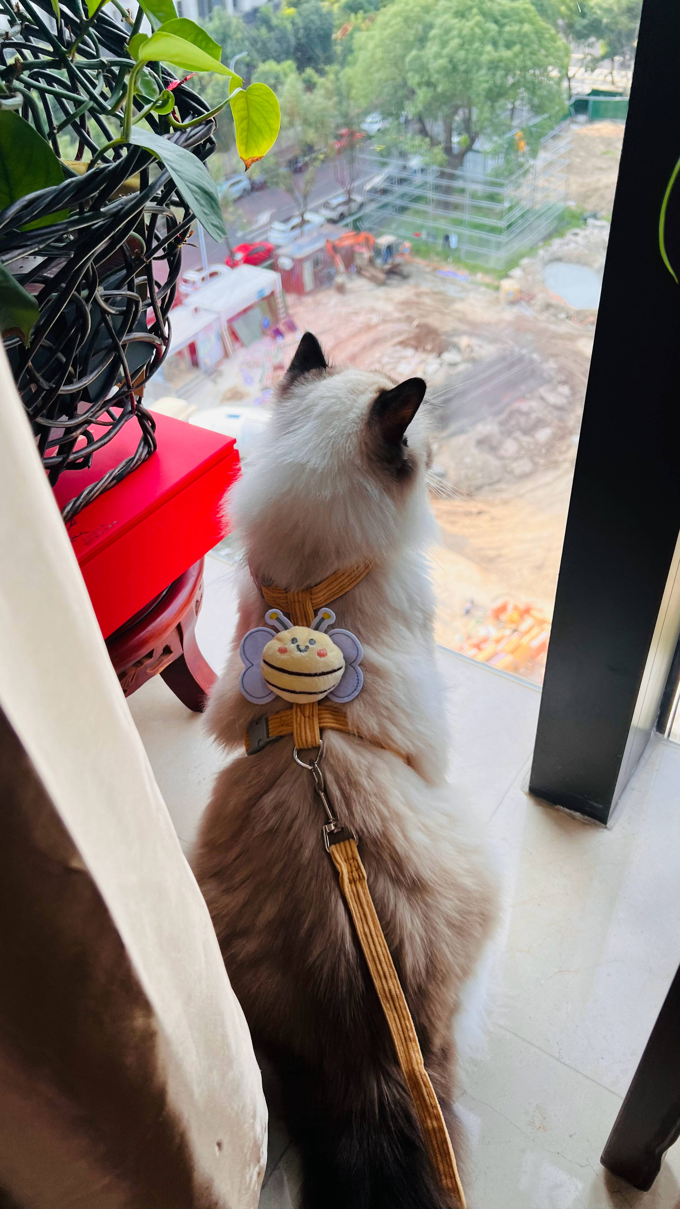 想出去遛猫失败于是在客厅遛了起来 