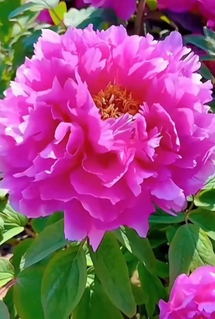 分享一组盛开的牡丹花春天 风景 雍容典雅牡丹花