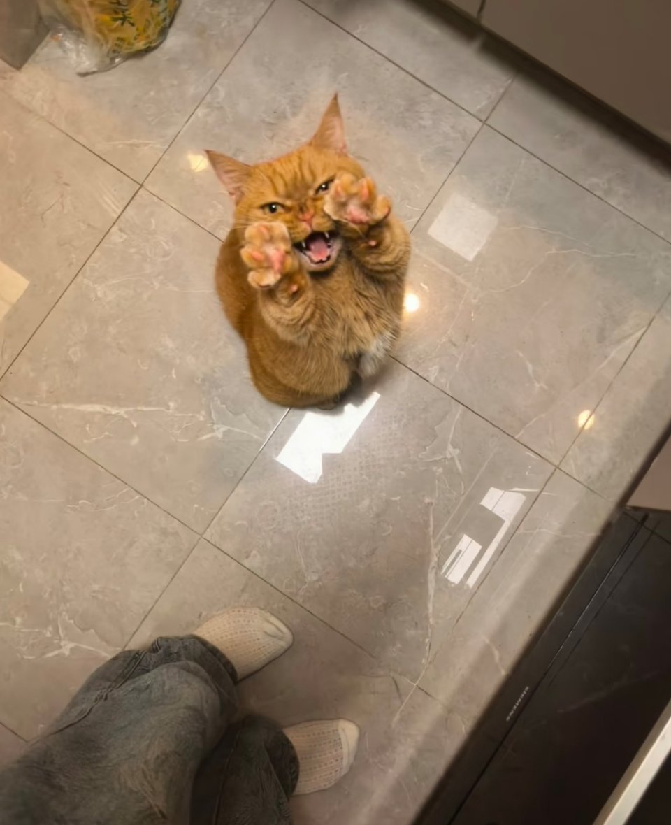 在闺蜜家饿了，去厨房找点吃的。她家猫拿我当入侵者了。 ​​​