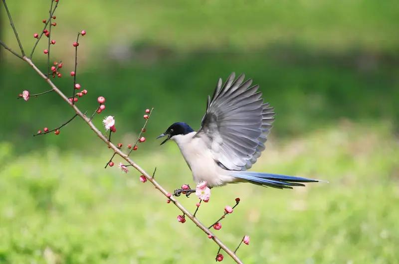 《甲辰新春试笔·马踏春风》

雪褪梅梢第一痕，蹄声轻叩故园门。

风梳柳线裁新绿