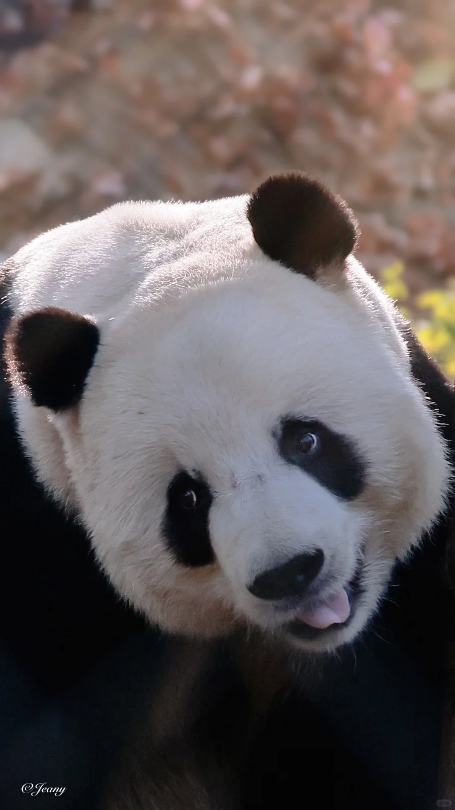 今天让萌哒哒出镜🐼搞笑的它拍出了深情😍