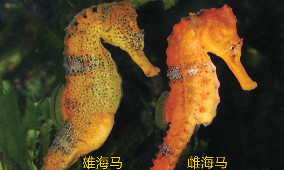 海马是最不像鱼的鱼了，它们属于辐鳍鱼纲海龙科，是名副其实的鱼类。
它依靠鳃呼吸，