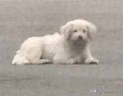 养狗不拴绳
实在不文明
随地大小便
难闻不好看
狗狗满街跑
伤人不得了
本性一兽