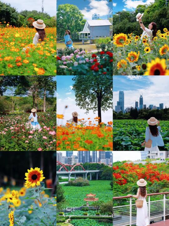 深圳近期实拍🌻5片花海可以直接冲
