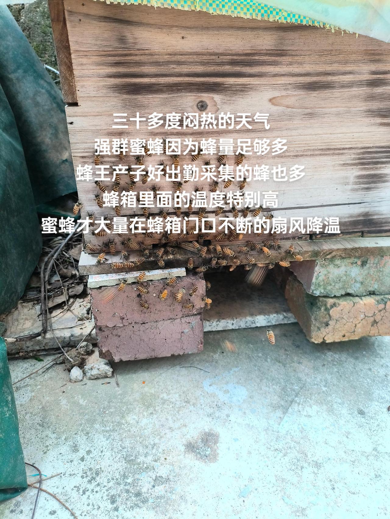三十多度闷热的天气
强群蜜蜂因为蜂量足够多
蜂王产子好出勤采集的蜂也多
蜂箱里面