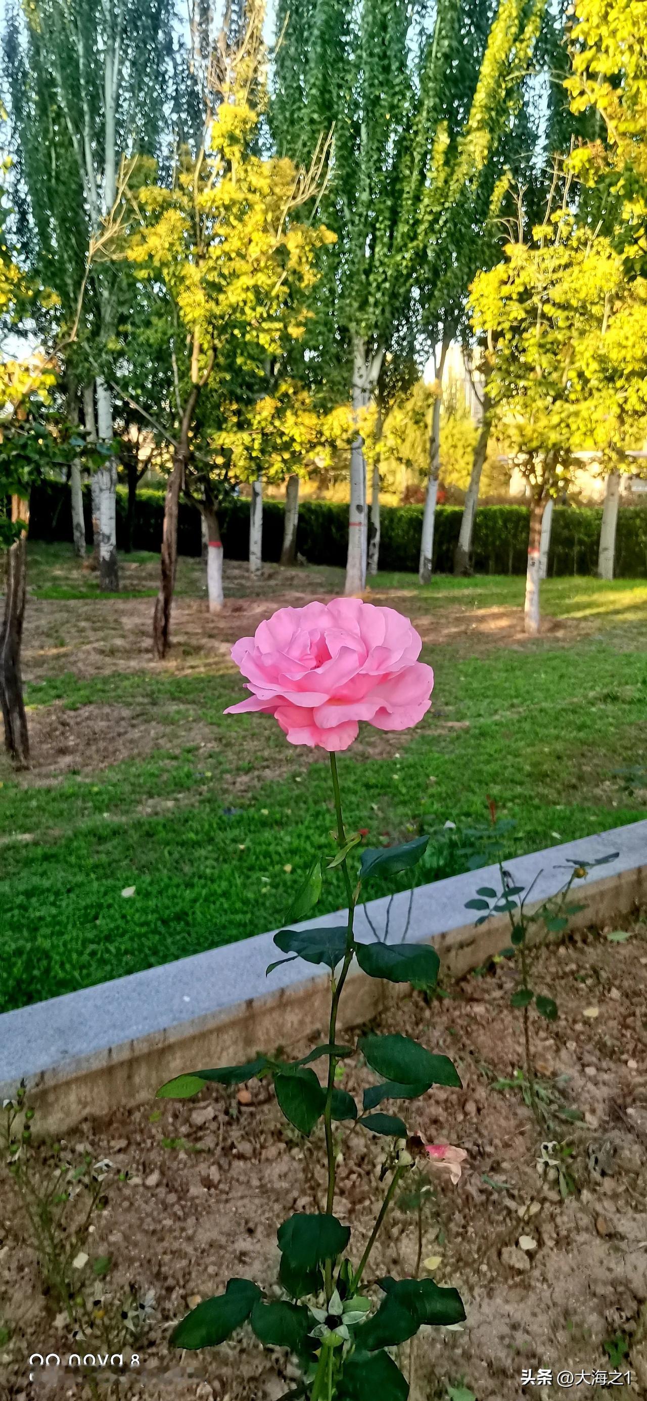 #护苗有我2024#（原创）
镜头记录生活  一枝独秀的月季花
#秋日生活微记录
