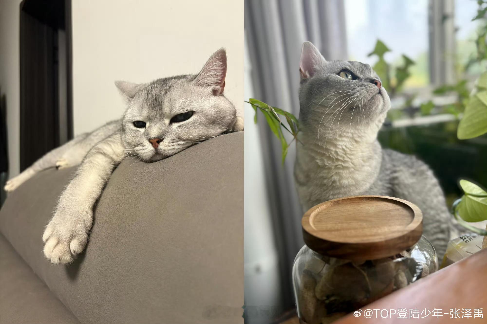 张泽禹一模一样的猫养两只 两只小猫到张泽禹家一周年了！一年前它们来到他身边，如今