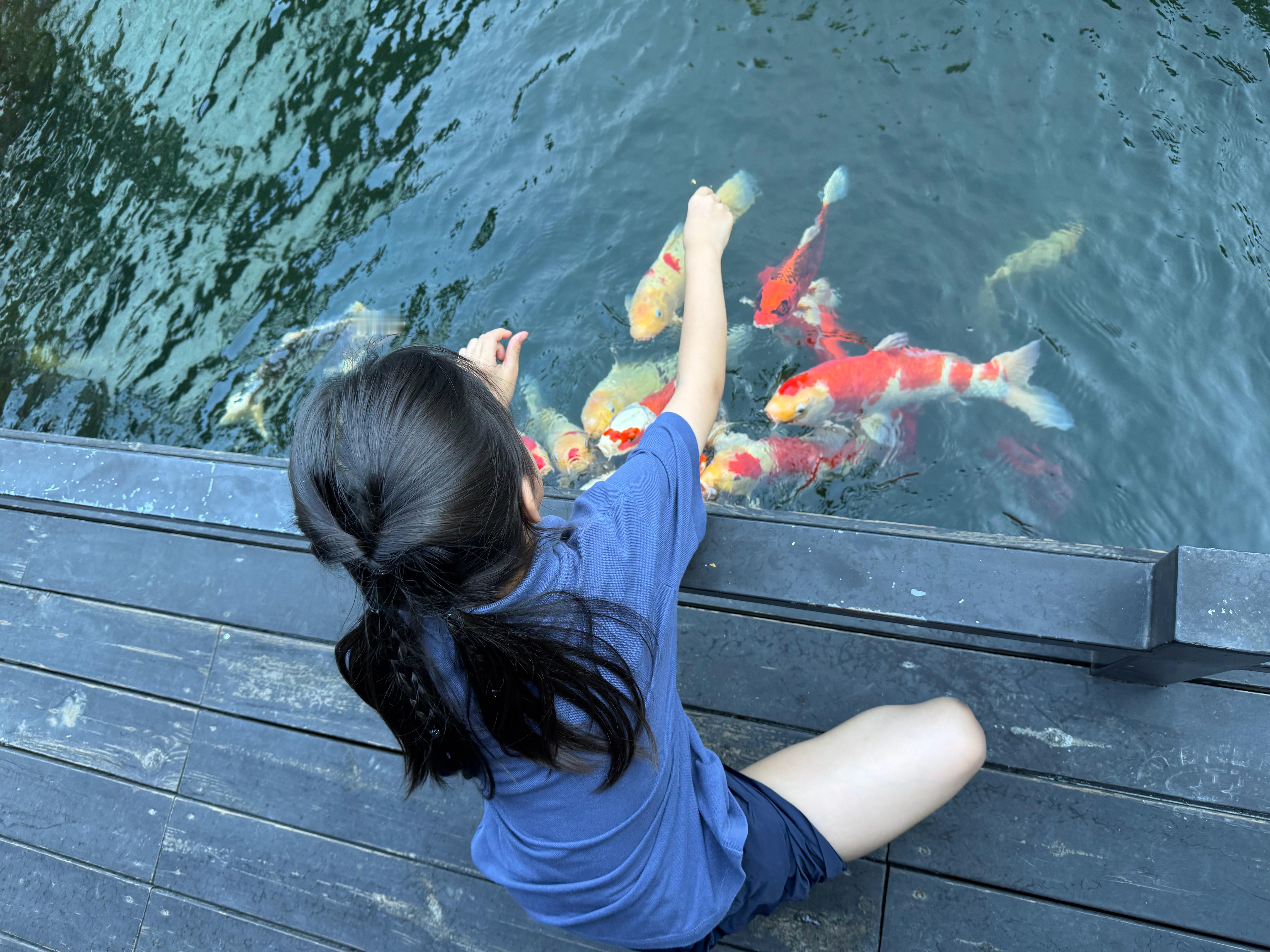 喂鱼 撸猫 ​​​