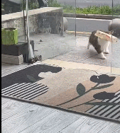 猫：一种不可抗力！ ​​​