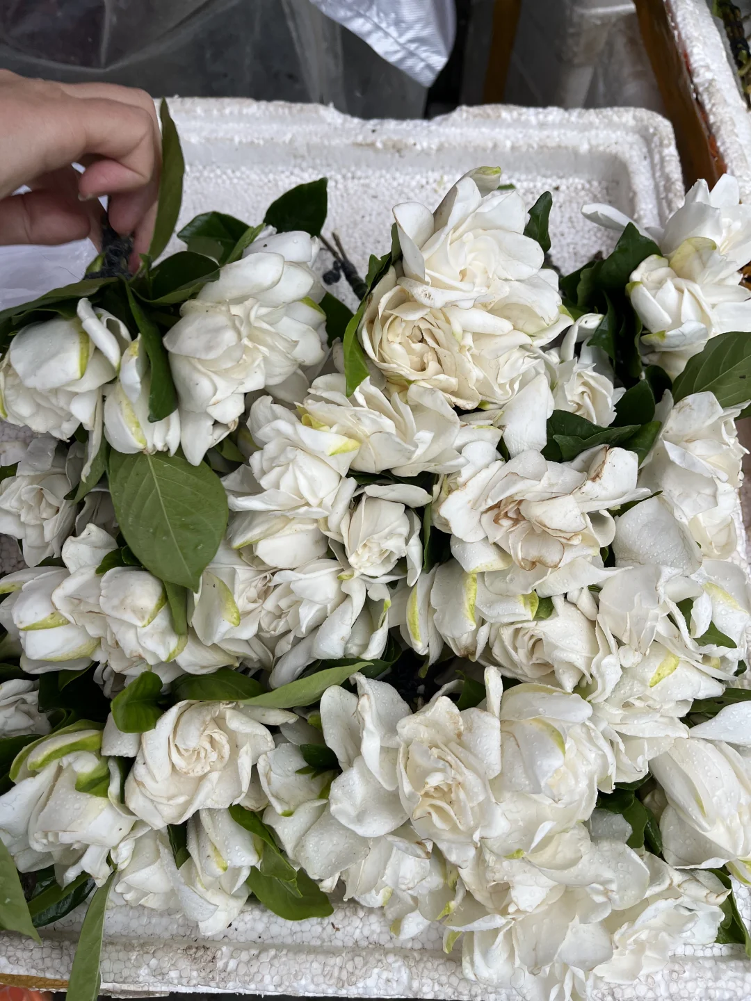 栀子花，茉莉花