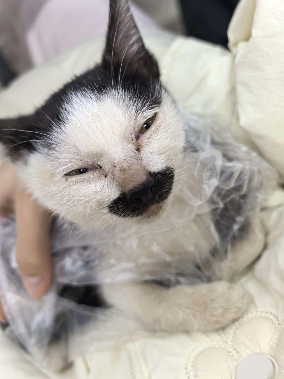 49434【丑猫】小小年纪就老了 