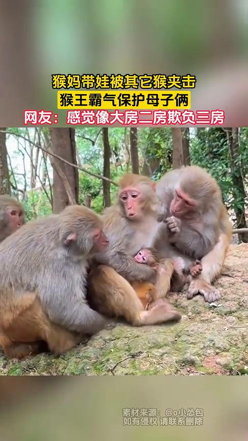 猴妈带娃被其它猴夹击，猴王霸气保护母子俩。
网友：感觉像大房二房欺负三房。
6月