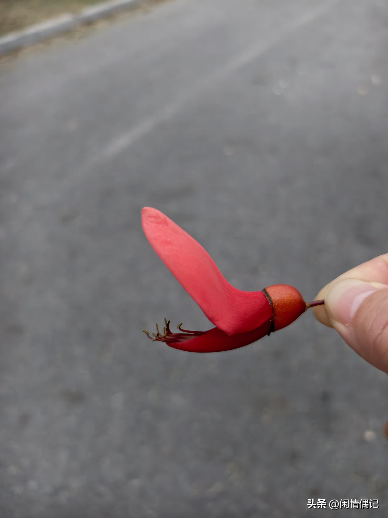 楼下散步偶遇禾雀花开，一串串挂在枝头，像小鸟落满树梢，春天真的太温柔了。
