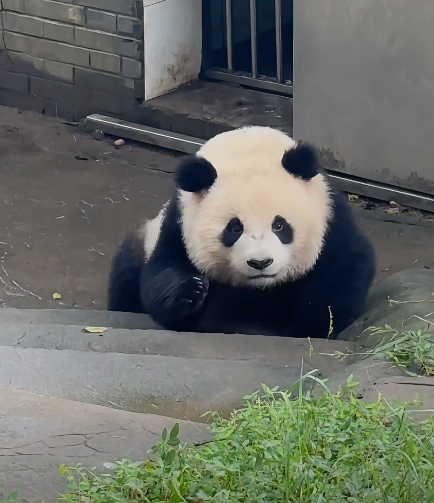 乔小八，圆嘟嘟的胖宝宝～🐼 