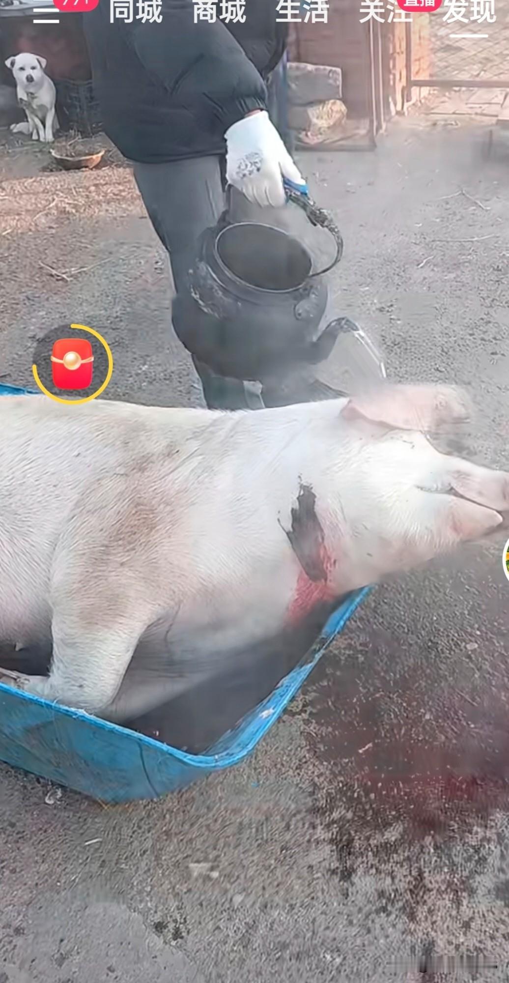 杀生不虐生，可有的人便要这么做！
这头猪还没有完全死，这个人就迫不及待了
他笑呵