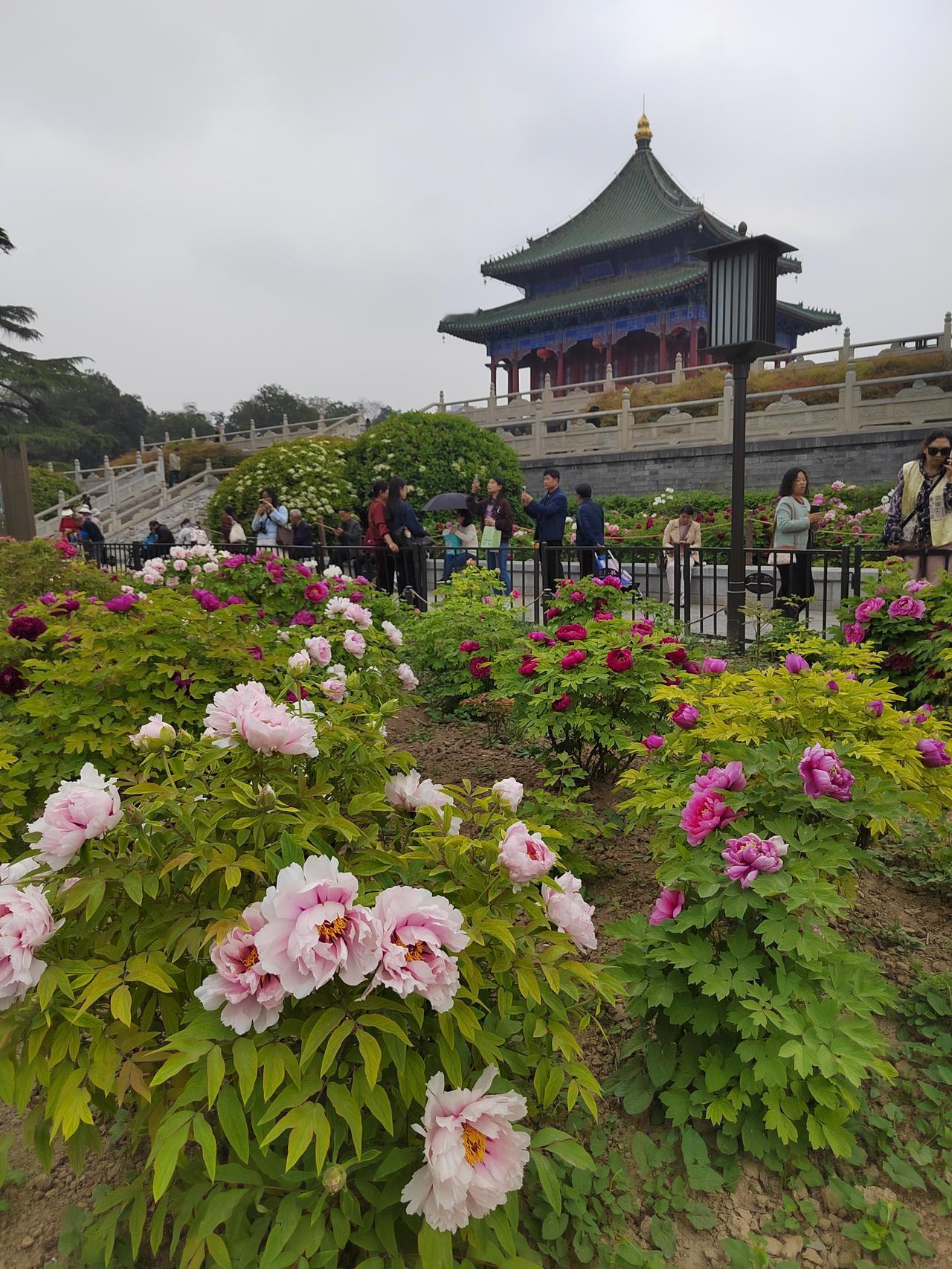 西安兴庆宫公园，满园皆是观花人。
唐代诗人云：唯有牡丹真国色，花开时节动京城。时