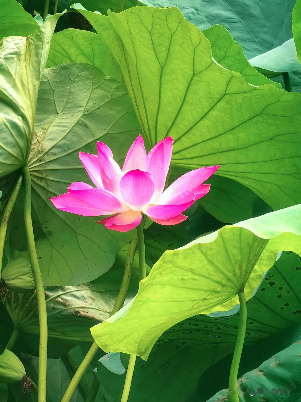 #随手记录秋日生活#在北京的秋天，最惬意的是去森林公园散步！

你可以在奥林匹克