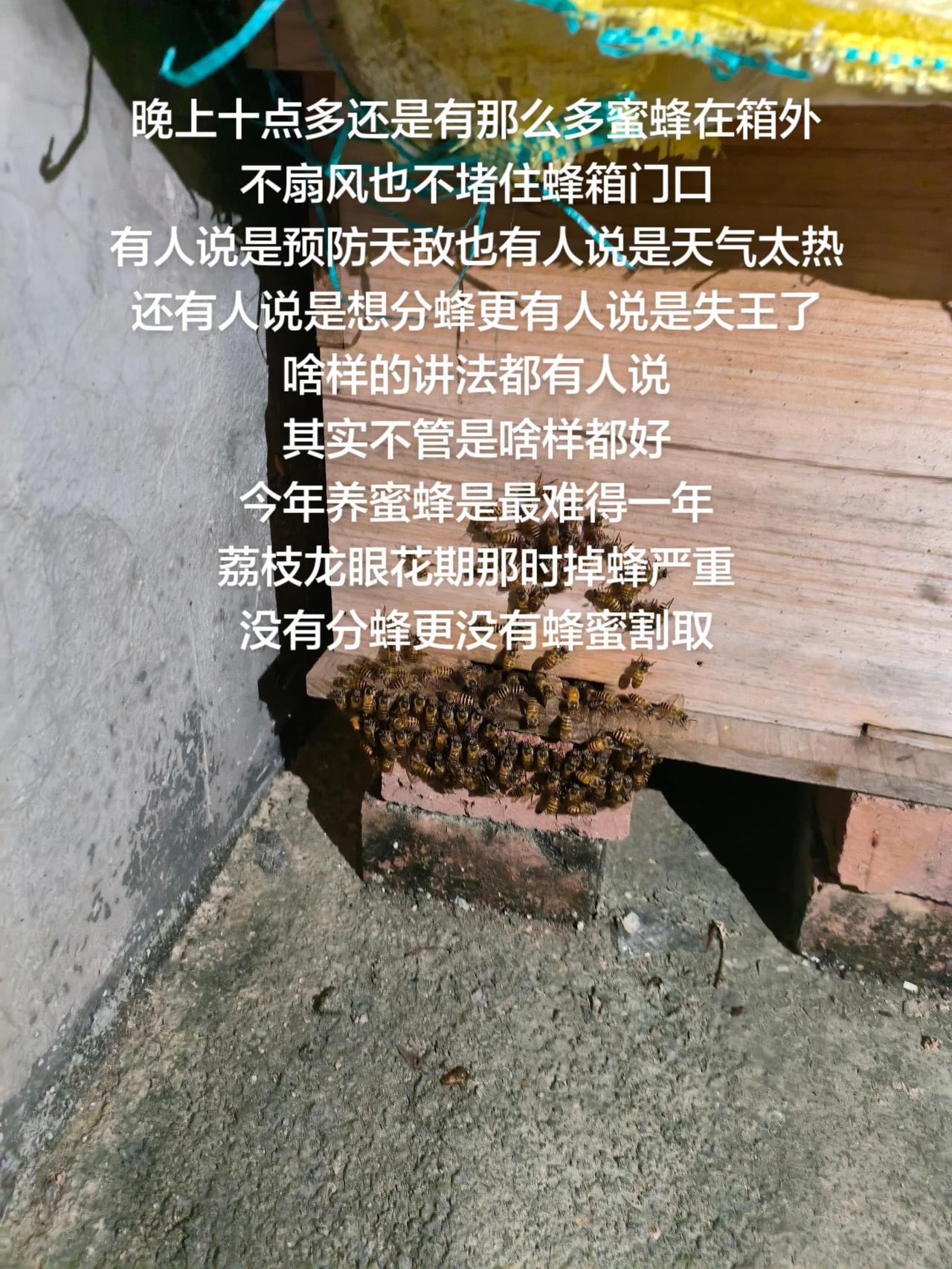 晚上十点多还是有那么多蜜蜂在箱外
不扇风也不堵住蜂箱门口
有人说是预防天敌也有人