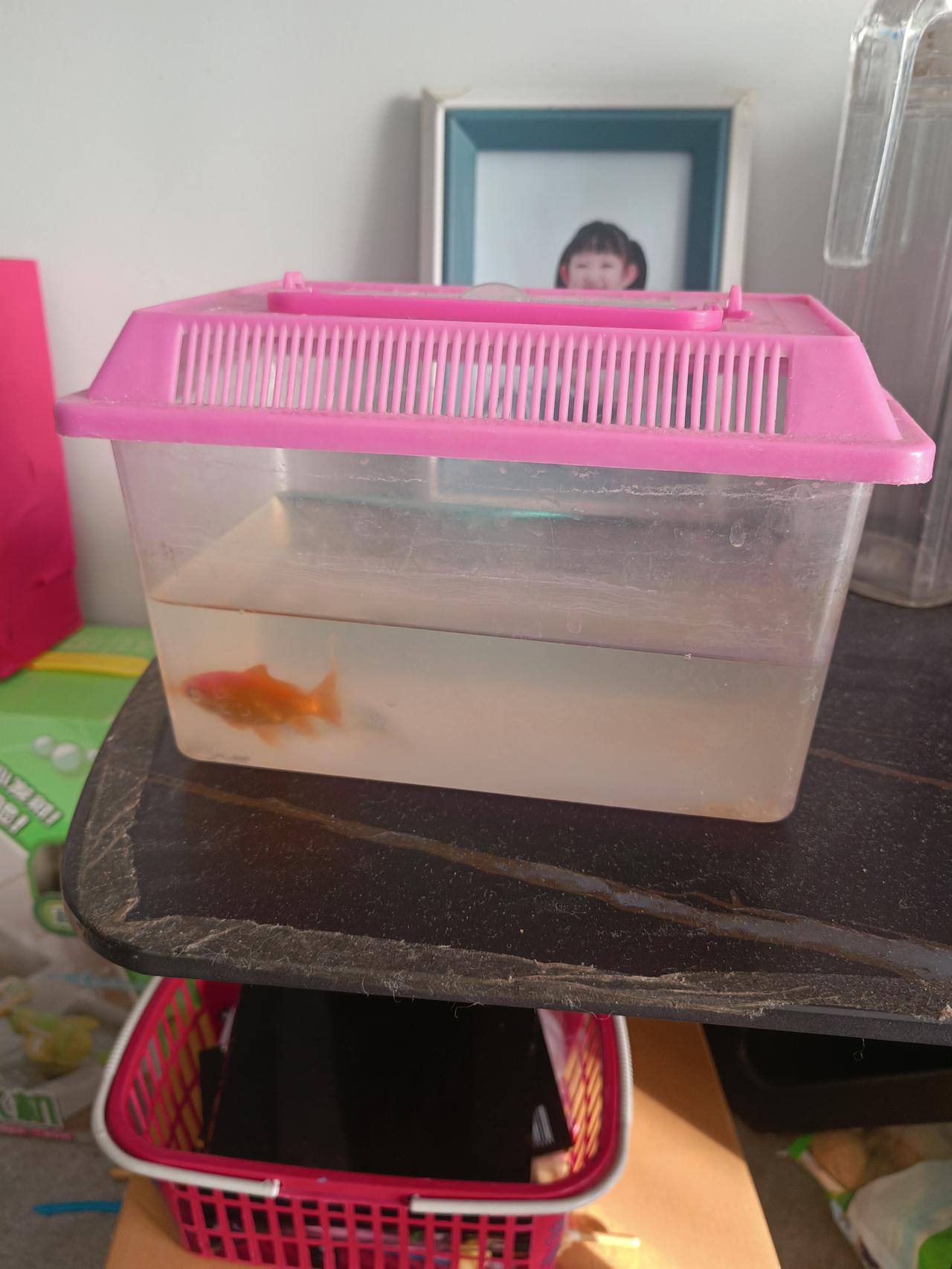 不装了！我承认我是个邋遢的女人，为什么这样说呐？女儿的小金鱼在鱼缸里快成鱼汤了。