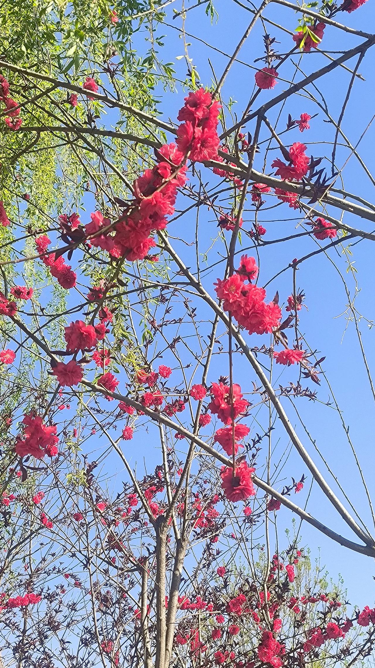 保定深圳园里，春意盎然，姹紫嫣红。