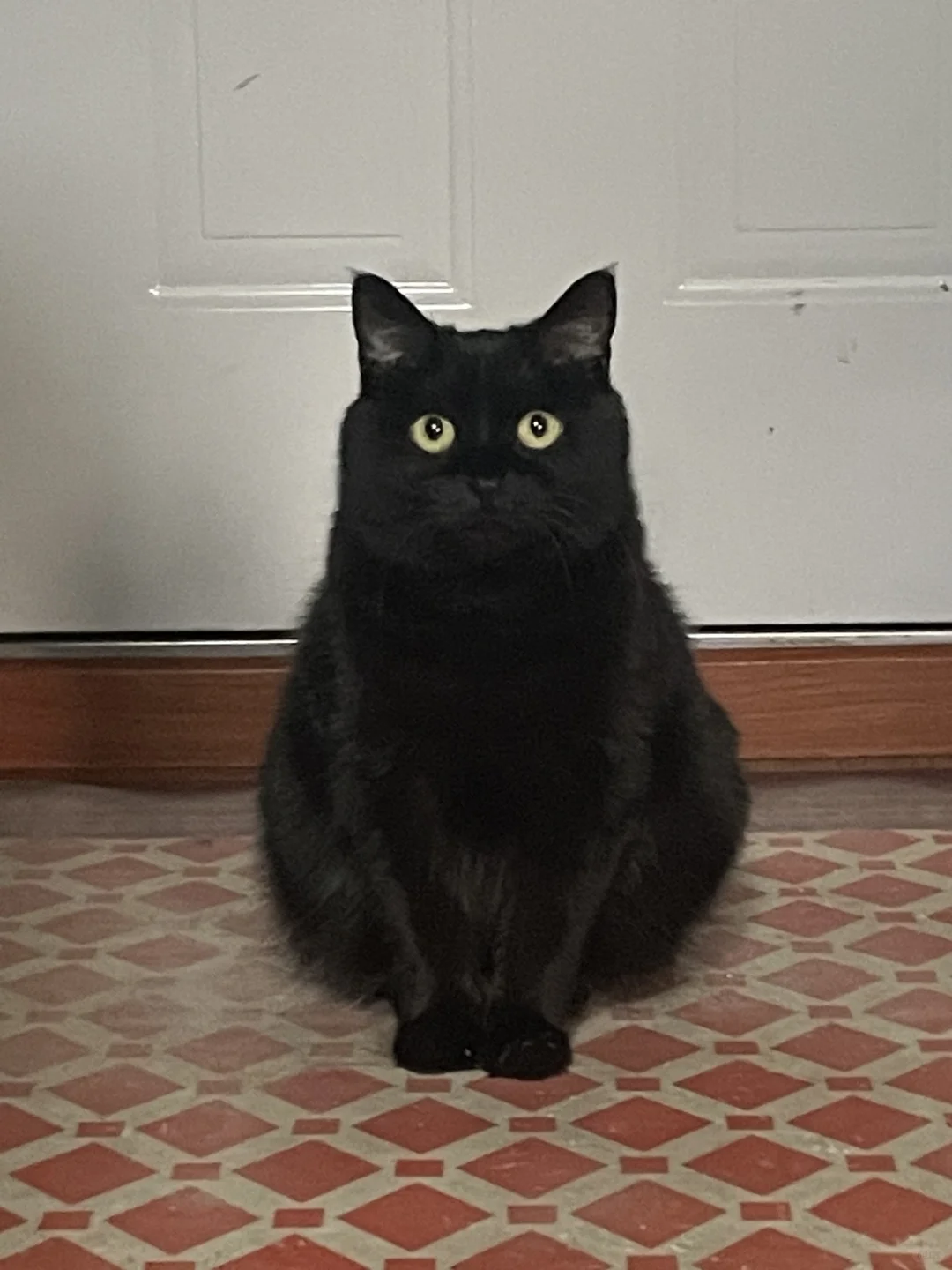 你好！人机小猫为您服务，请问有什么可以帮您