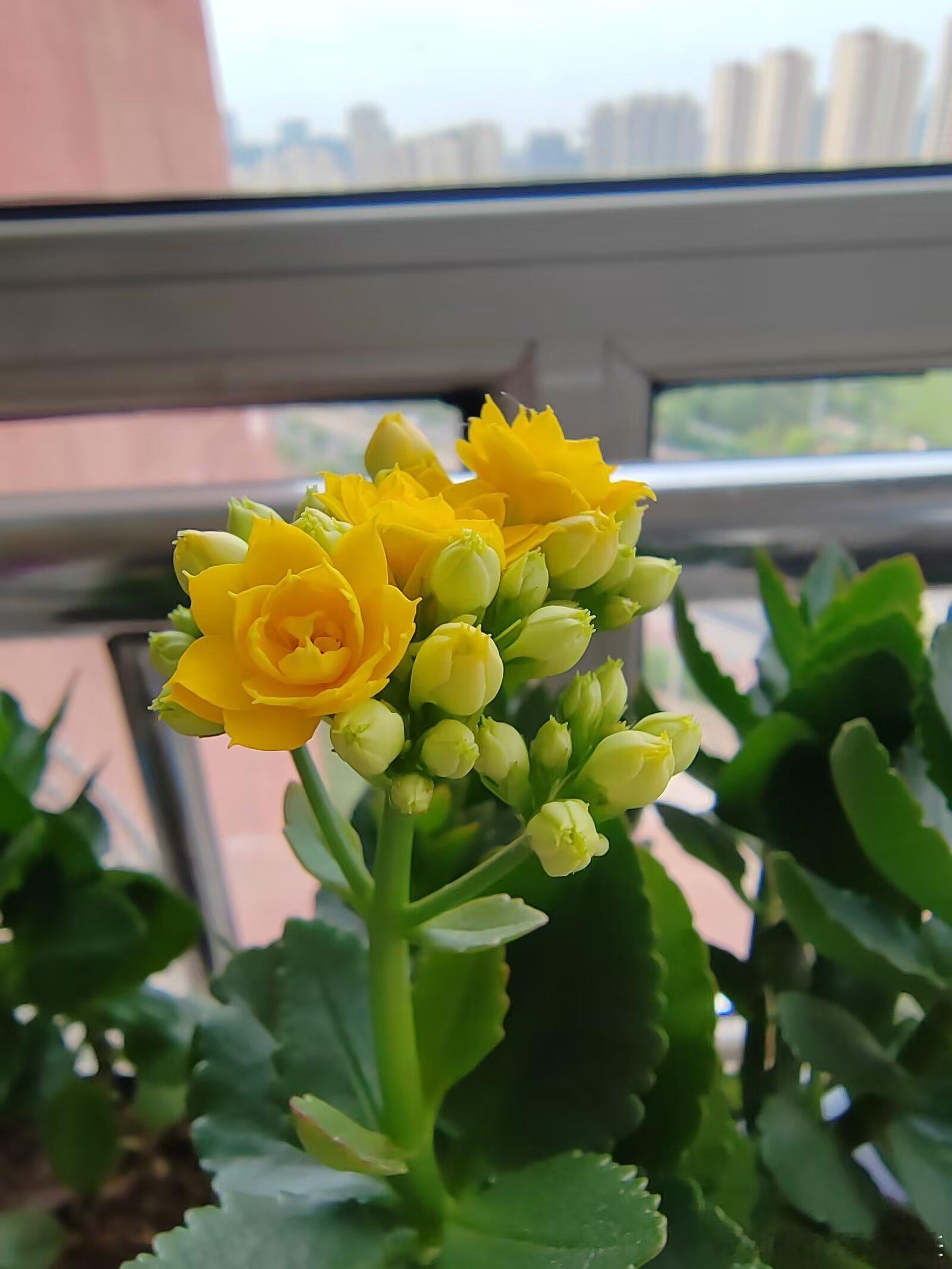 一室繁花，半生清欢守着窗台花草，静享烟火寻常 