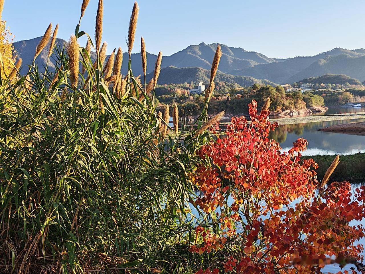 昨天下午淳安后湖看到一种芦苇，美不胜收，写一首五言顺口溜赞叹之！
 
远望芦苇立