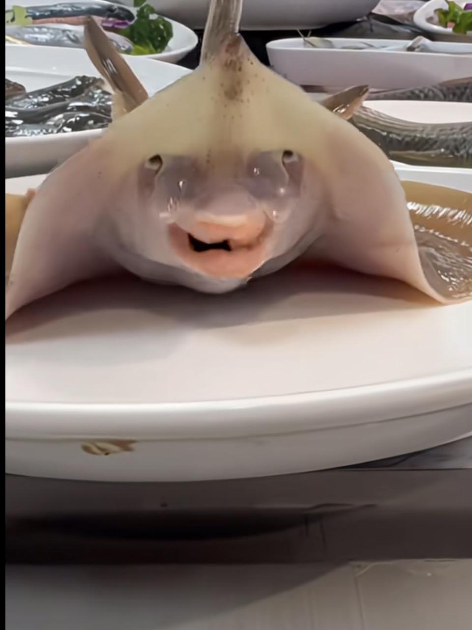 萌宠鱼儿探头探脑，可爱到爆！🐟😍