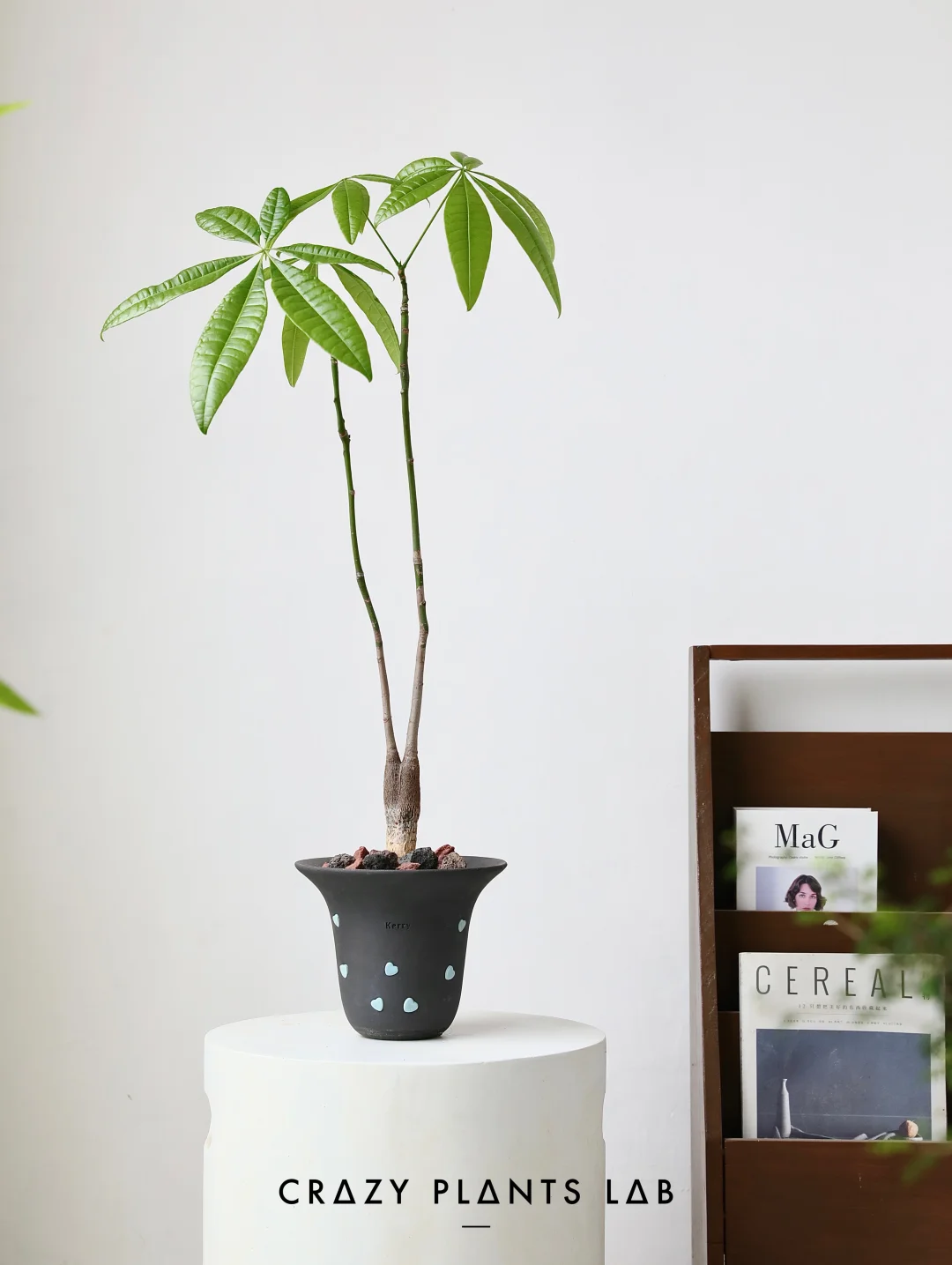 夏日新晋懒人室内植物，原生马拉巴栗木。