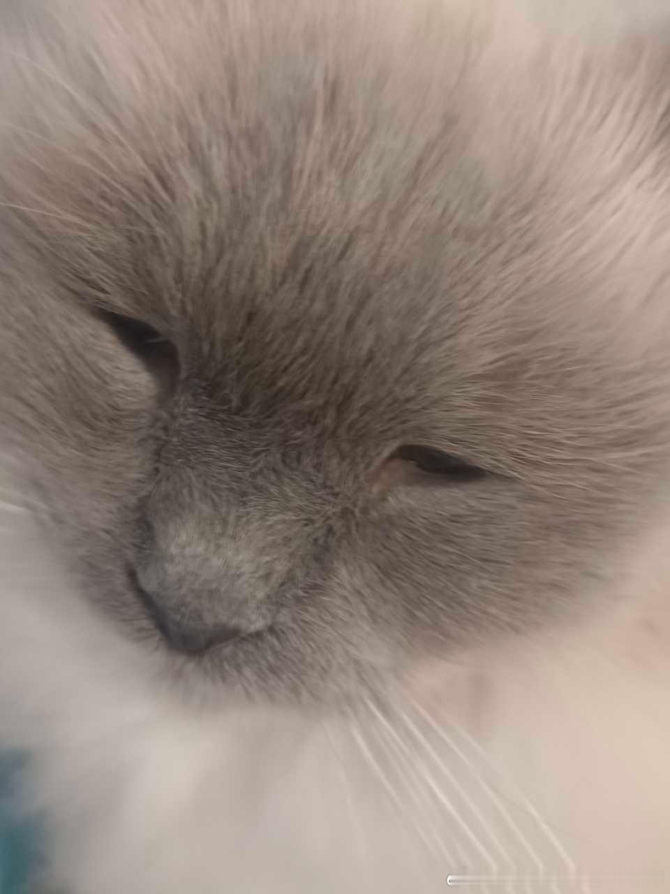 49603【丑猫】烤糊的李荣浩 