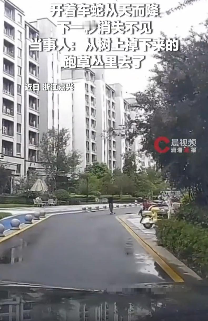 浙江嘉兴一位车主，在小区内正常驾车回家，突然遭遇特殊险情，一条小蛇竟然从天而降掉