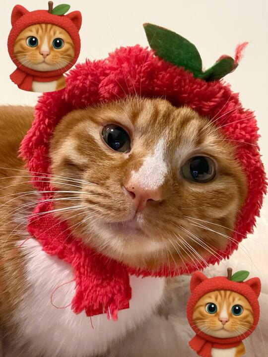 猫儿这个萌🥺会动的emoji拖咪也有了