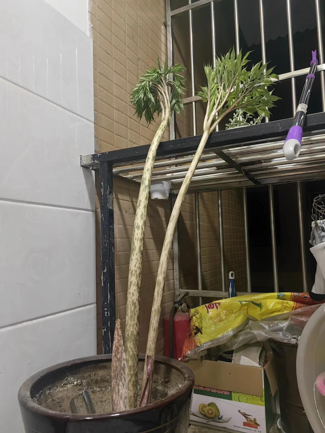 估计只有农村娃才认识这个植物吧，请把它的名字打在评论区。我在成都家花盆里种了两颗