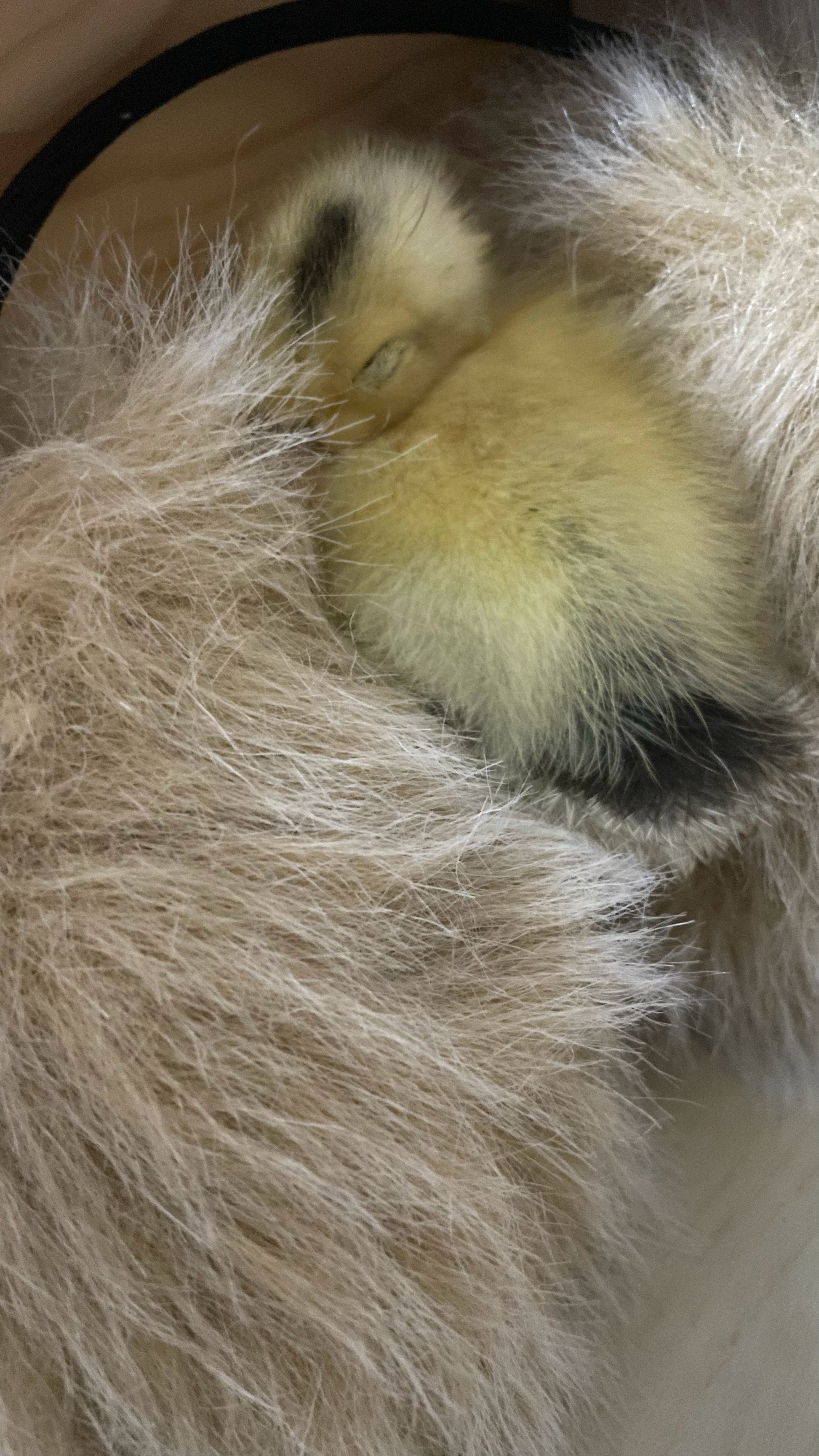 临时找了个东西让它睡觉，竟然真的睡着了。啾啾了一晚上，终于安静了。 