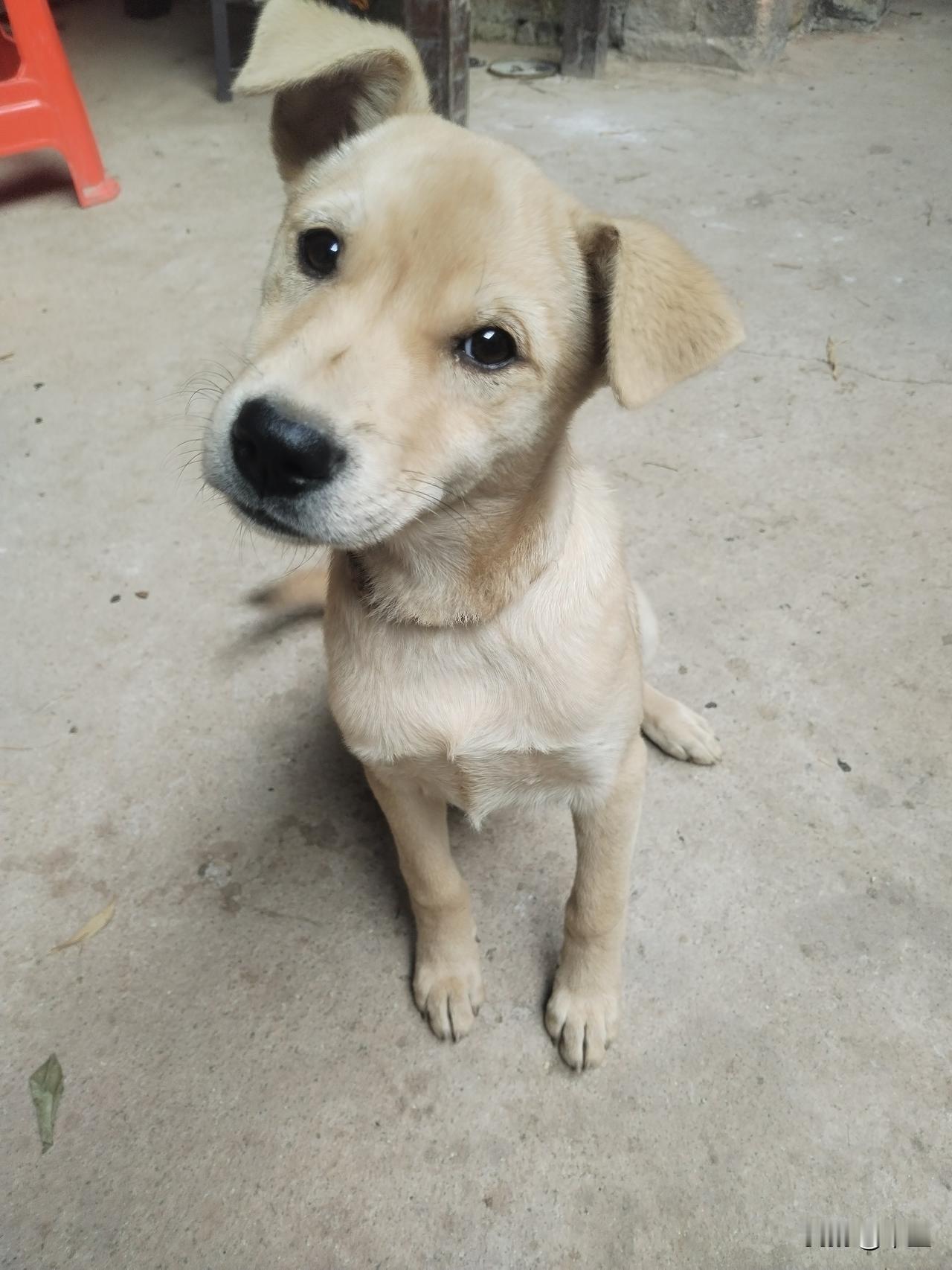 看这只“狗仔学员”的听讲姿势：
奶黄绒毛裹着小身板坐成标准三角形，
右耳软趴趴装