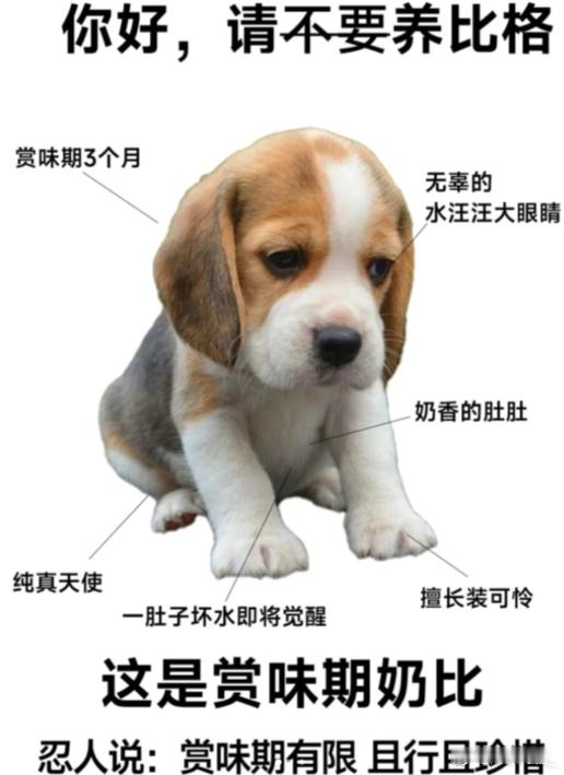 第一次见双胞胎不是一个物种 挂网上说是卖边牧，然后假一赔三，再然后发四条比格过去