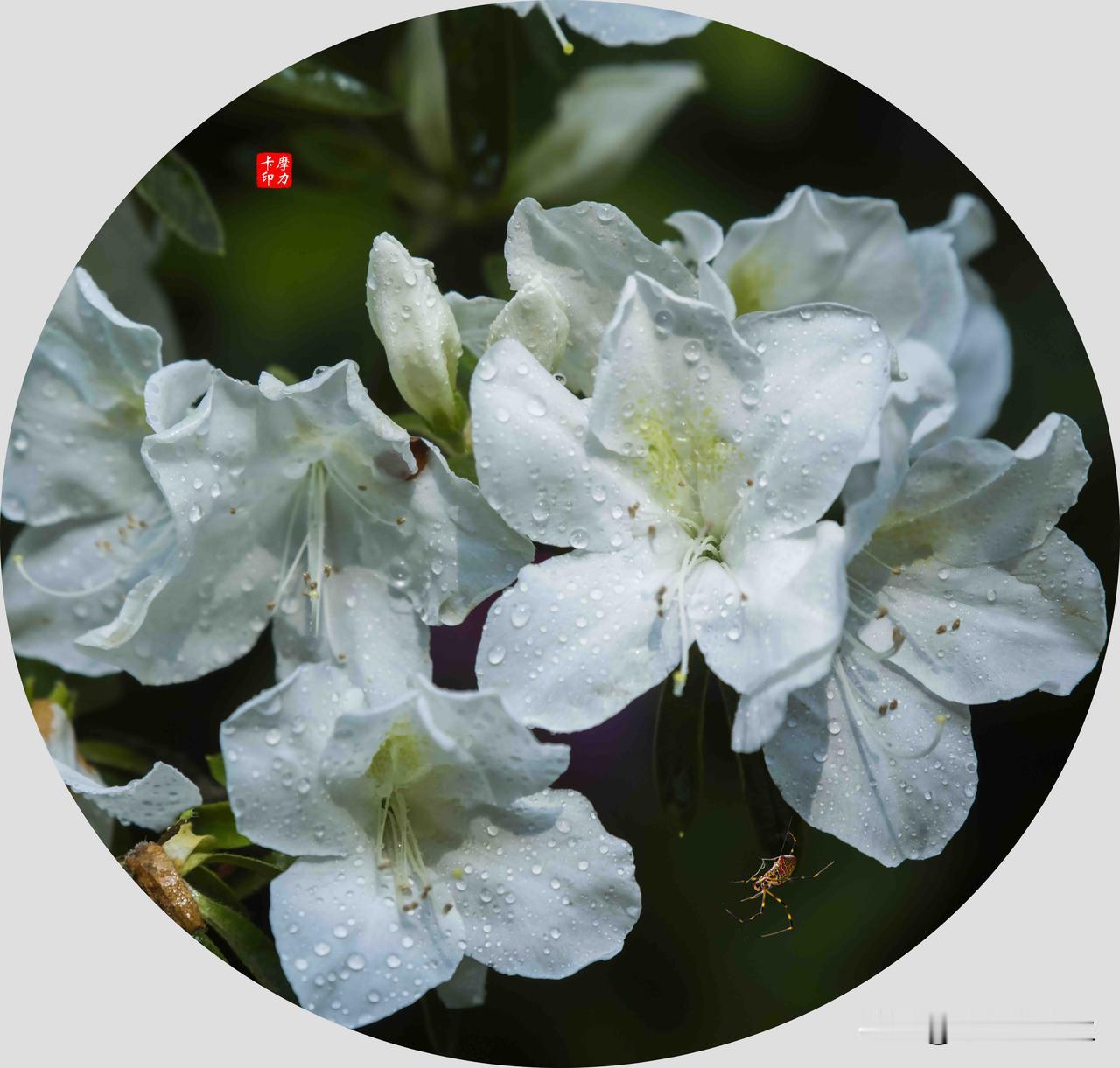 春雨初歇，杜鹃带着一身清露，在光影里次第绽放。白的素净，紫的明艳，粉的娇嫩，水珠