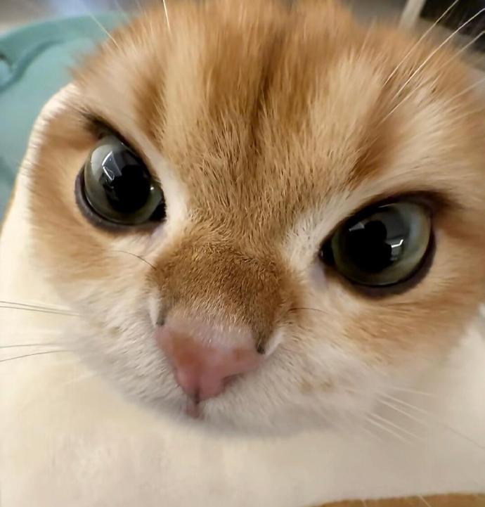 审猫积累 