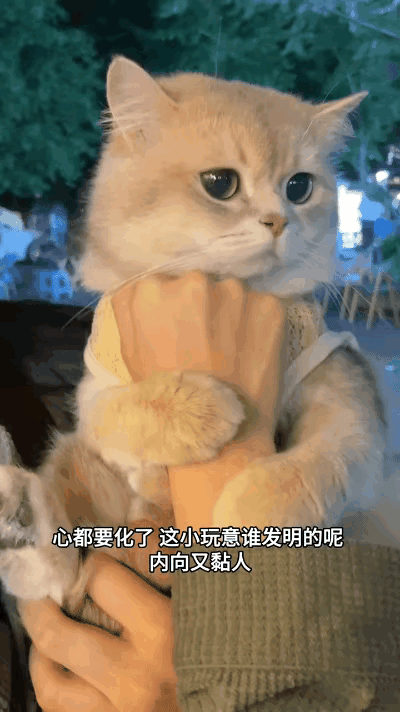 谁懂啊！被小姐姐抱出门的小奶猫，全程锁脖黏人，心都化了！
 
网友偶遇超暖心一幕