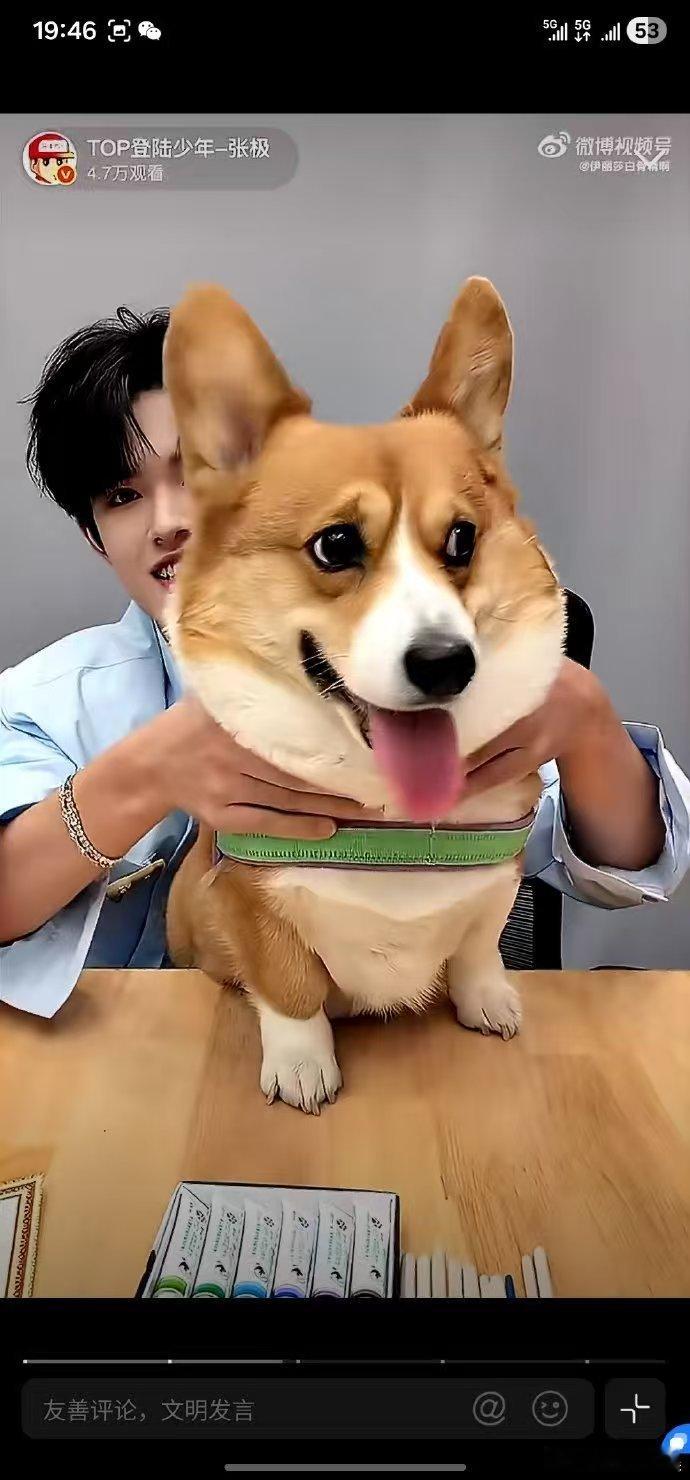 张极带狗直播 张极带啵啵直播 看得我也好想养狗啊！张极给啵啵梳毛，小狗舒服得直哼
