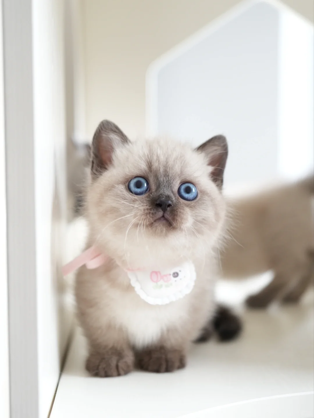 我打工回来啦 重点色矮脚猫