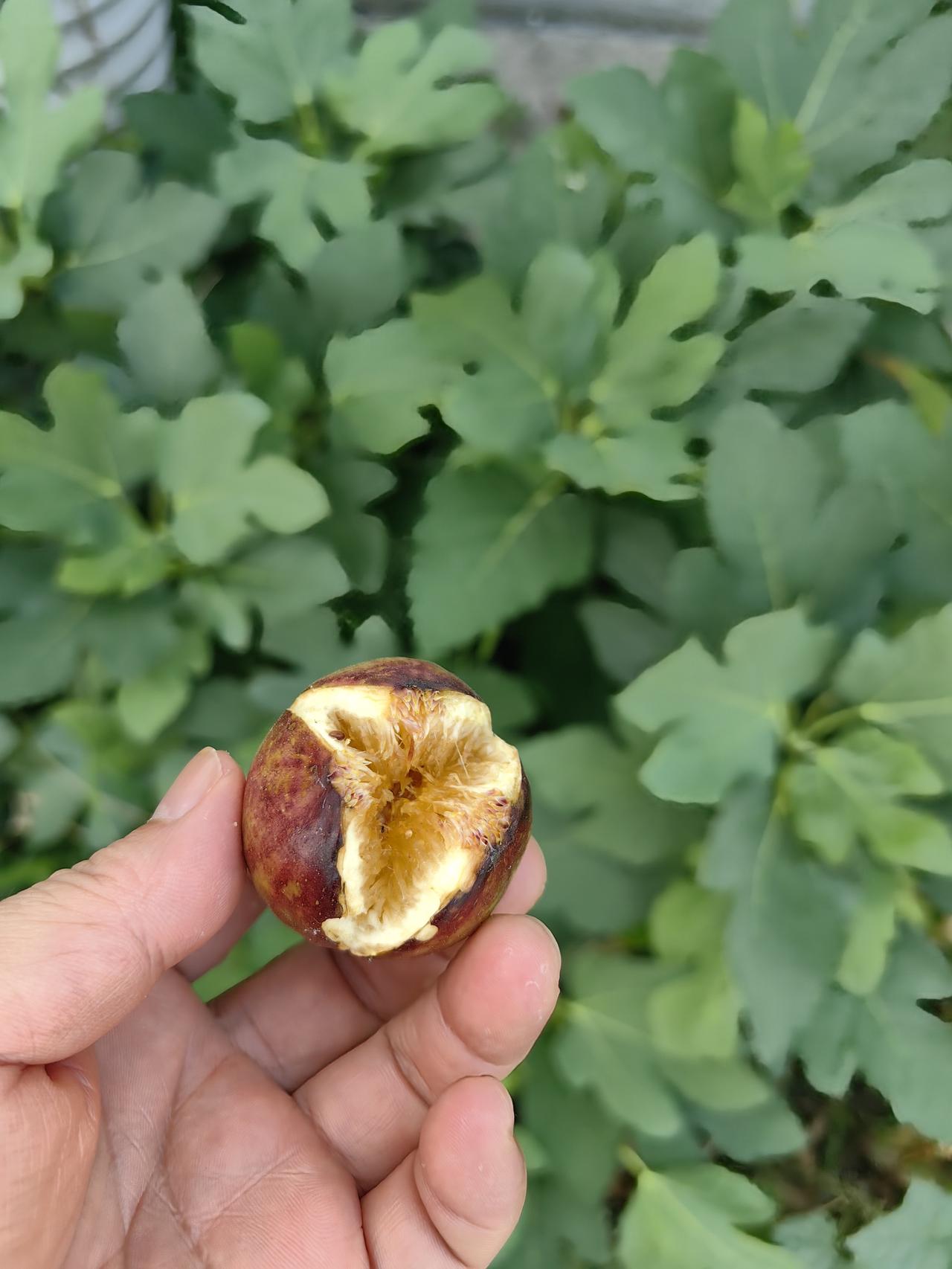 楼下的无花果树边上有一只鸟，看到我来了以后赶紧飞走了，我在想会不会又是无花果熟了