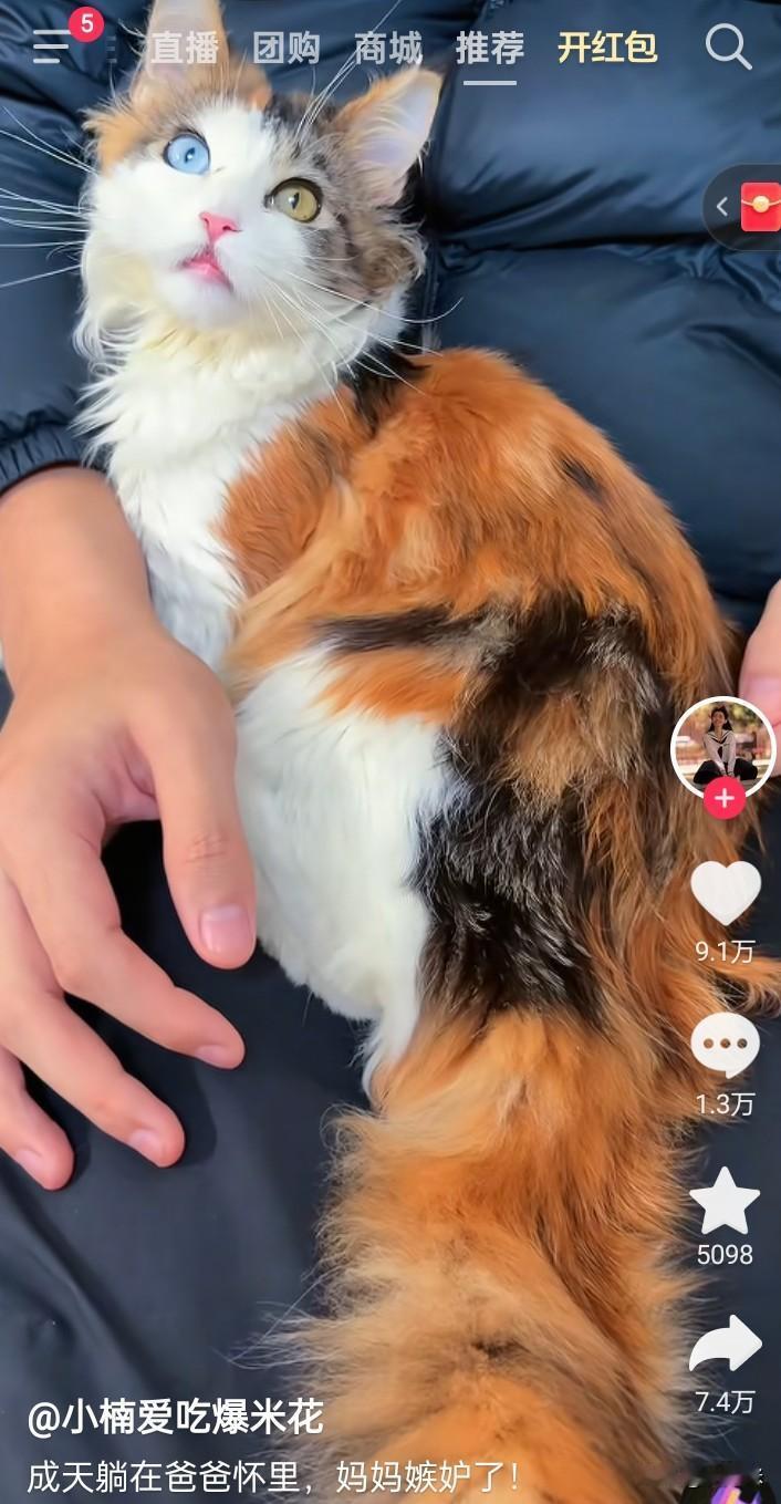 猫界妖娆迷人的小妖精出现啦！方圆10公里的小公猫都得拜倒它的石榴裙下。

你看看