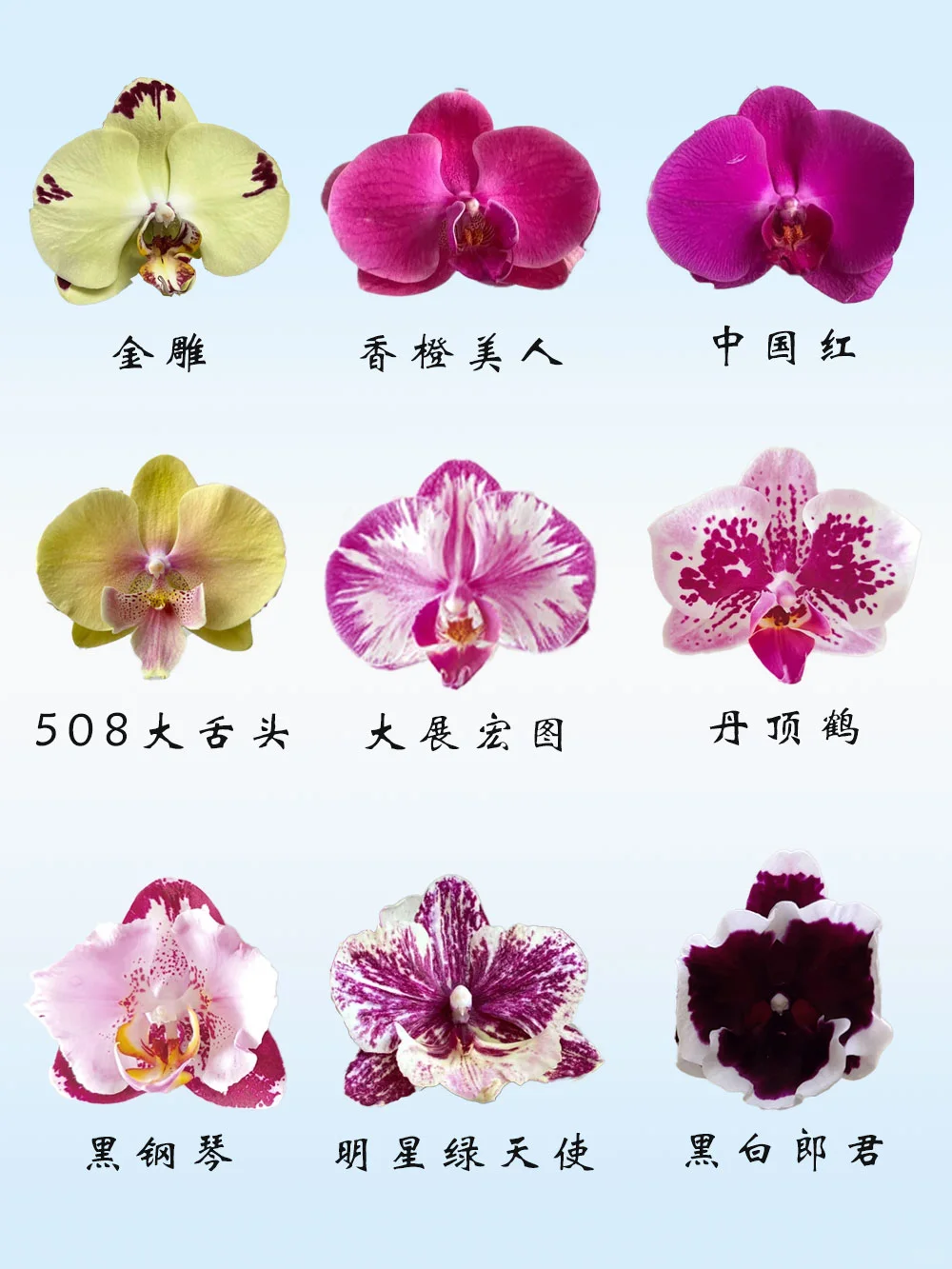 54款潮流百搭⌈ 蝴蝶兰 ⌋品种赏鉴‼️