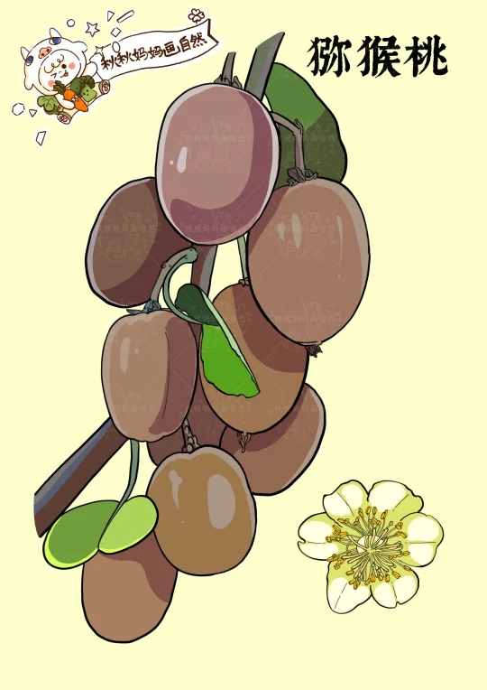 画给孩子的植物科普｜猕猴桃，酸甜的水果金矿