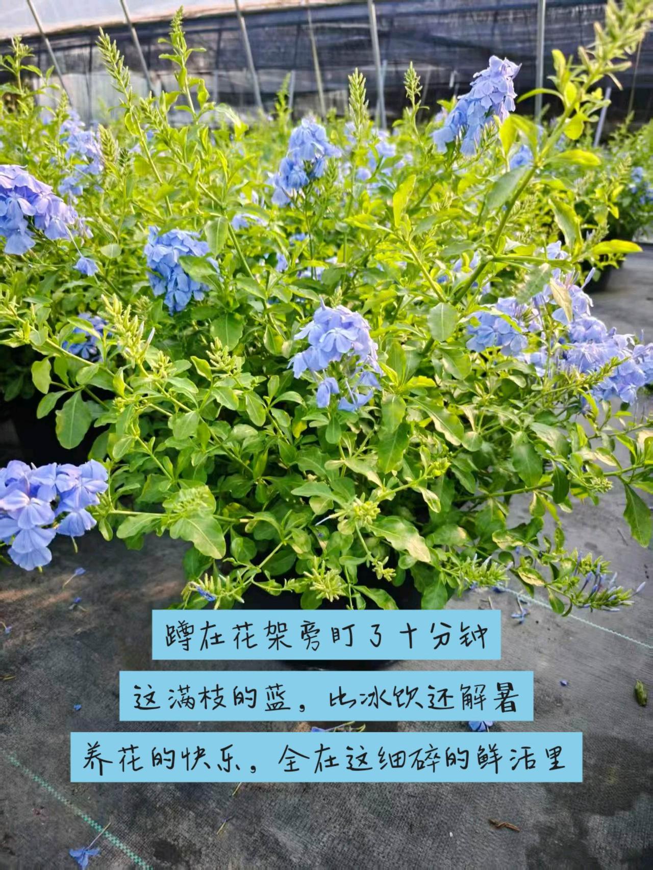 看看你养的蓝雪花吧