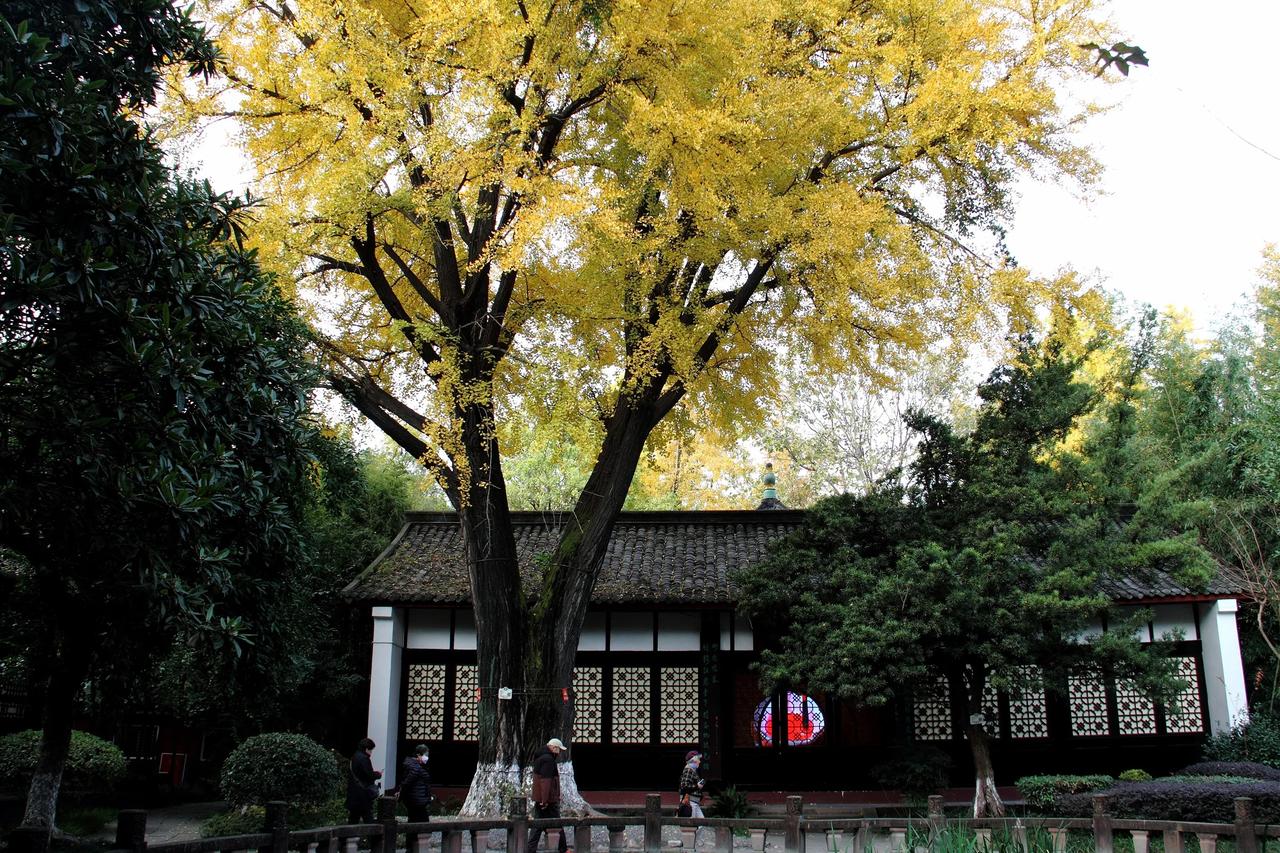 “大雪”之后天愈寒，银杏叶黄更灿烂。可叹连日皆阴天，难摄美景太遗憾。