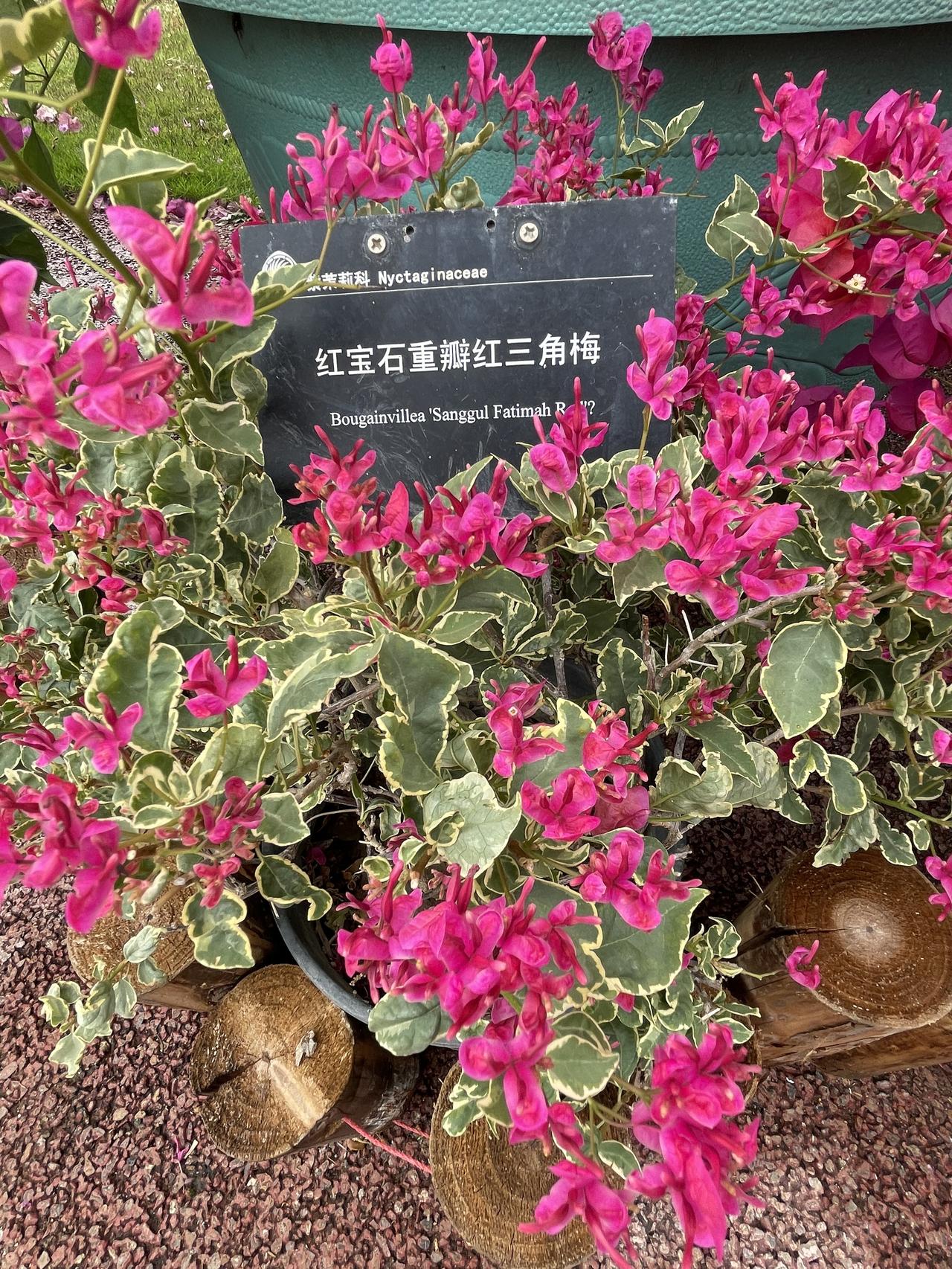 斑叶重红，花叶双赏，为重红三角梅增添了有独特观赏价值的品种。
 斑叶重红与普通重