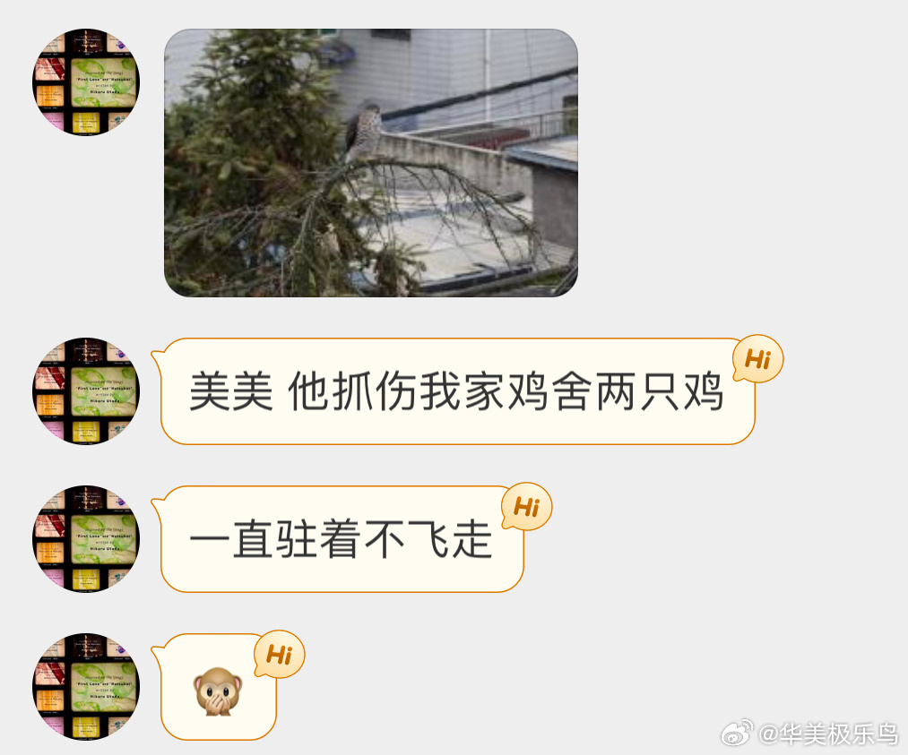 #鸟粉投稿# 好hào吃的【凤头鹰】（二级保护鸟类把小天才家里的两只鸡给抓伤了?